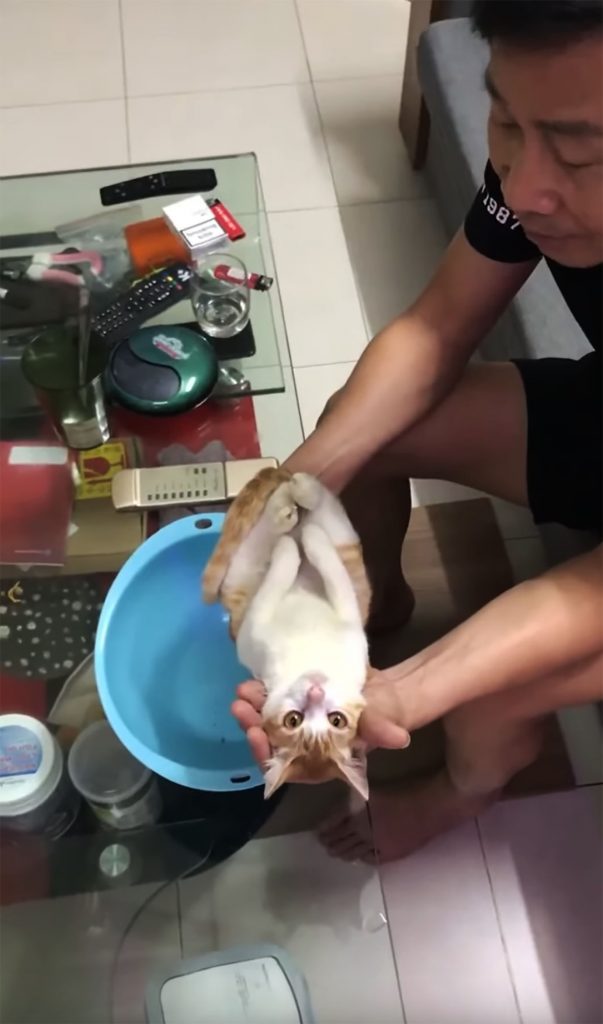 赤ちゃんの洗い方を猫で解説したおじいちゃん動画が絶賛 / 可愛すぎ悶絶「されるがまま」 ITニュース速報
